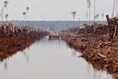 Perusakan Hutan Lahan Gambut dan Habitat Orangutan di Kuala Labai